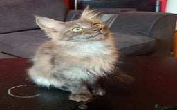 Maine Coon cats for sale: Maine Coon kittens in Manchester  - Image 14