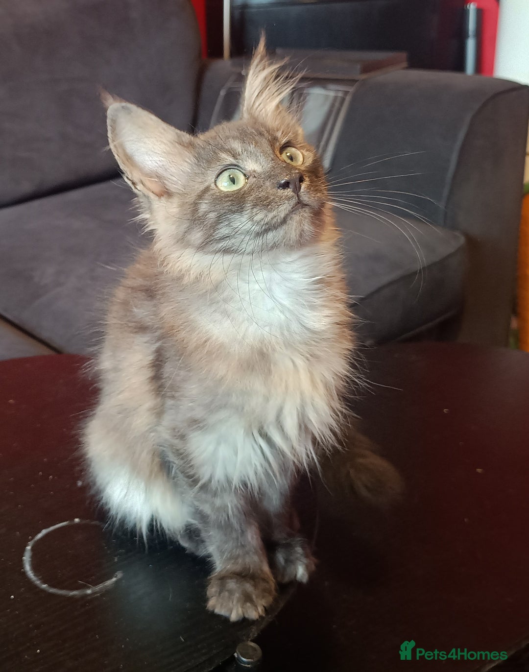 Maine Coon cats for sale: Maine Coon kittens in Manchester  - Image 14