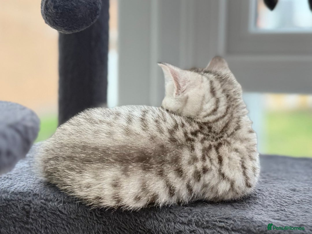 British Shorthair cats for sale: GCCF BSH Chinchilla Rare, Beautiful Kittens - Image 39