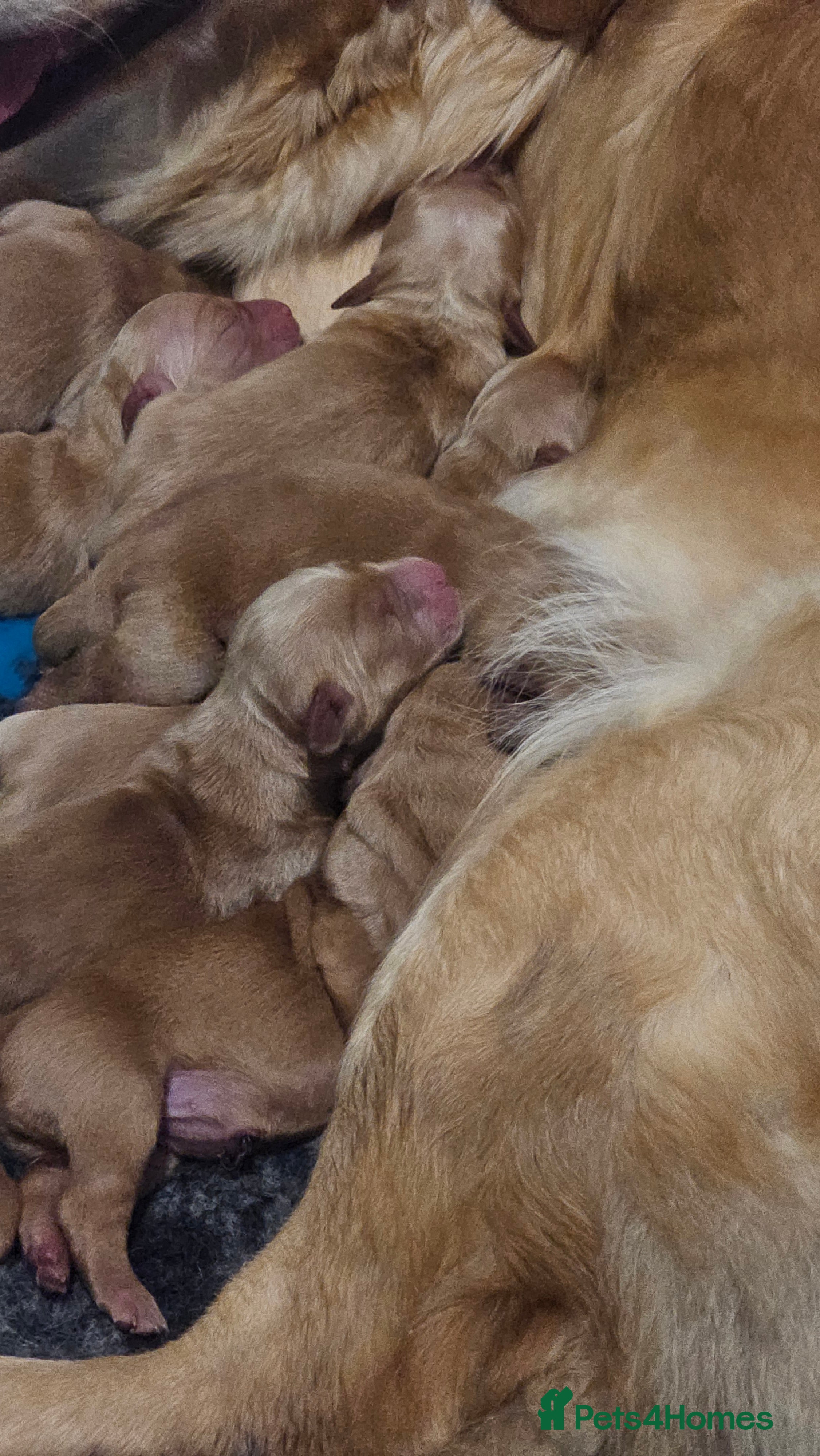 Golden Retriever dogs Amazing shades long awaited litter - Advert 17