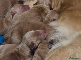 Golden Retriever dogs Amazing shades long awaited litter - Advert 17