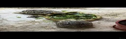 Tortoise reptiles for sale: 2 female leopard tortoises  - Advert 2