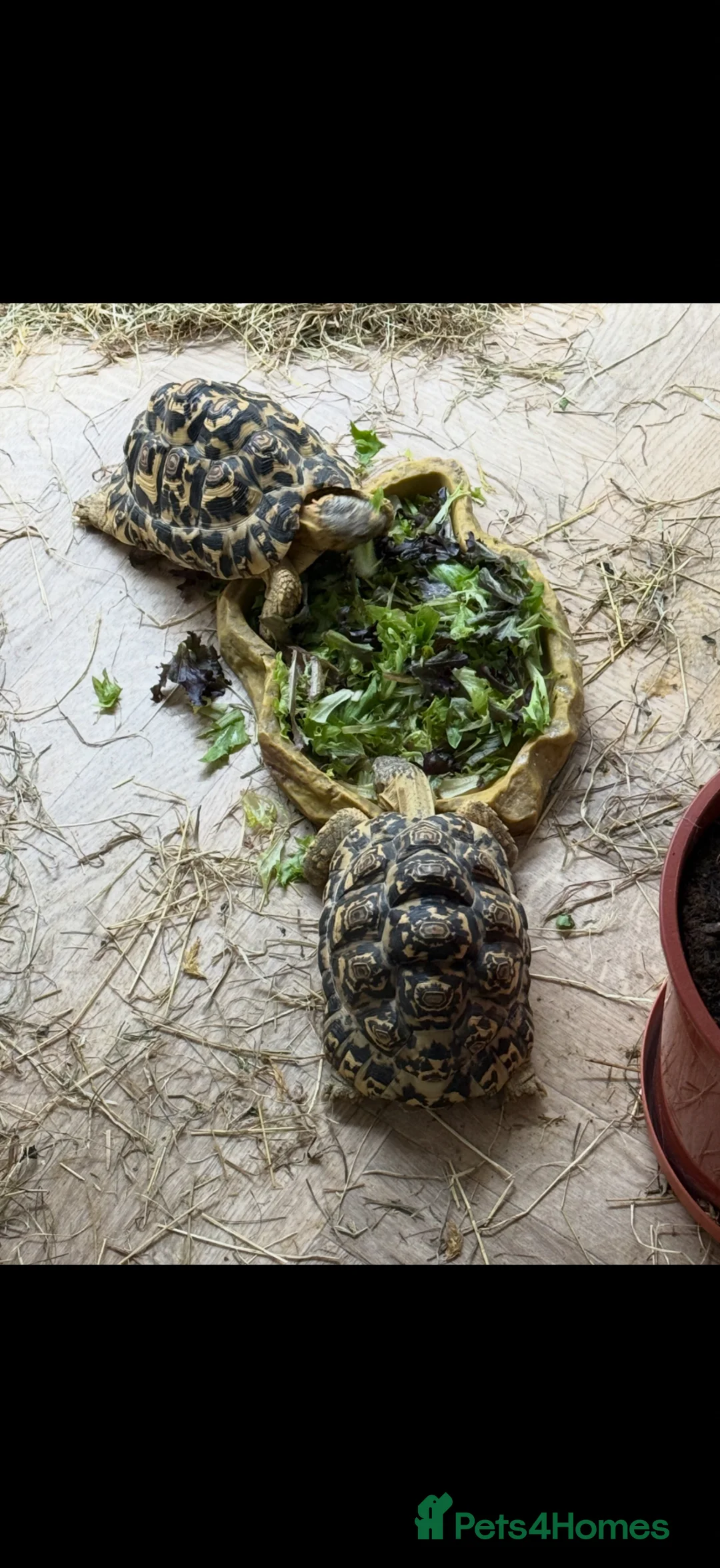 Tortoise reptiles for sale: 2 female leopard tortoises  - Advert 2