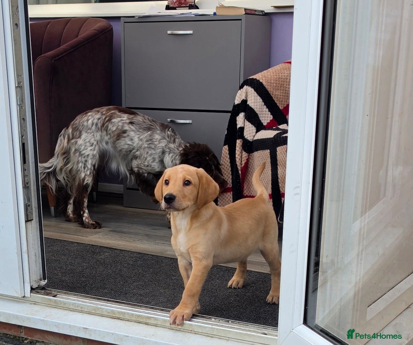 Labrador Retriever dogs Stunning boy  - Advert 2