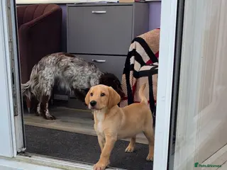 Labrador Retriever dogs Stunning boy - Advert 5