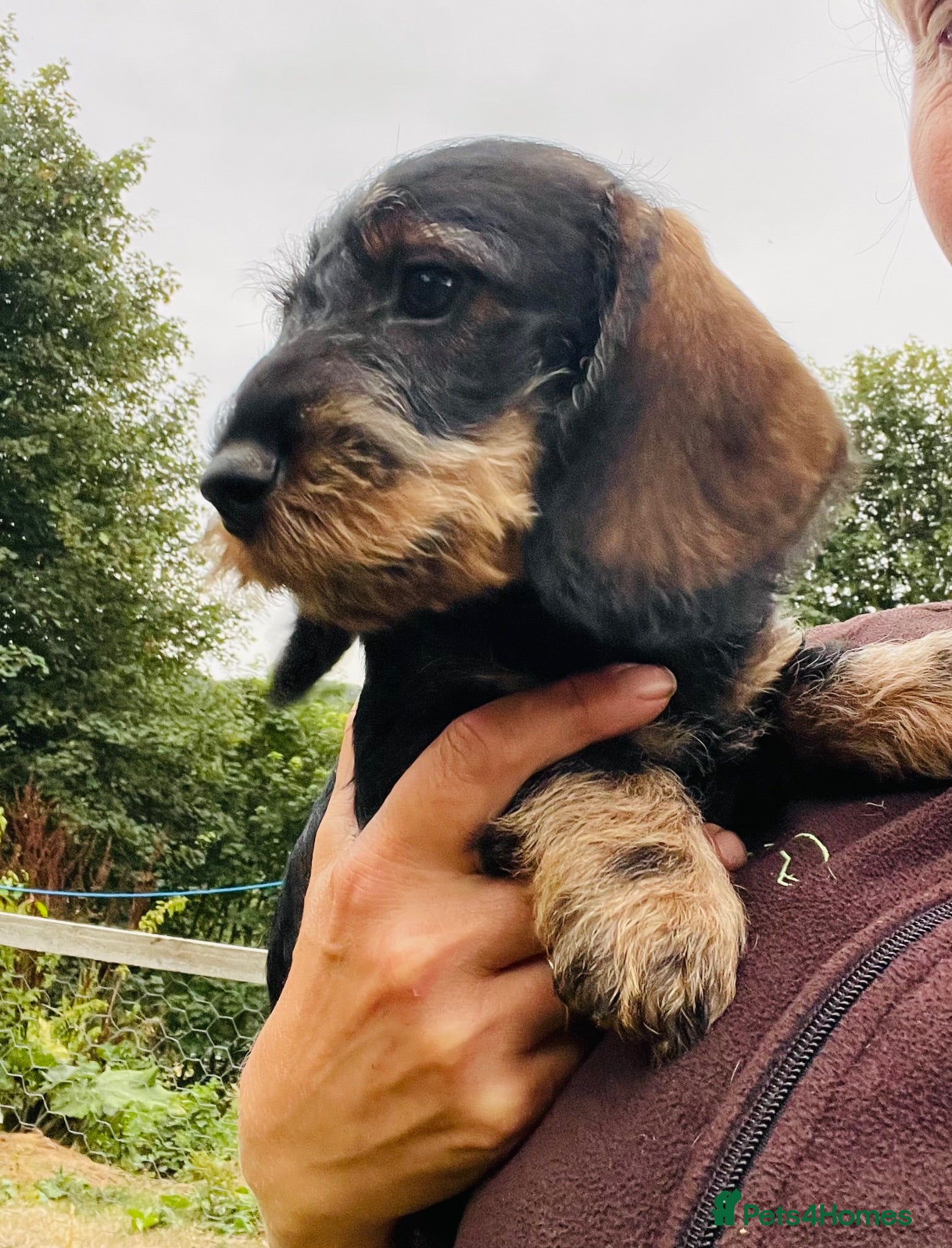 Dachshund dogs Wirehaired Dachshund pup - Advert 1