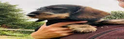 Dachshund dogs for sale: Wirehaired Dachshund pup - Advert 1