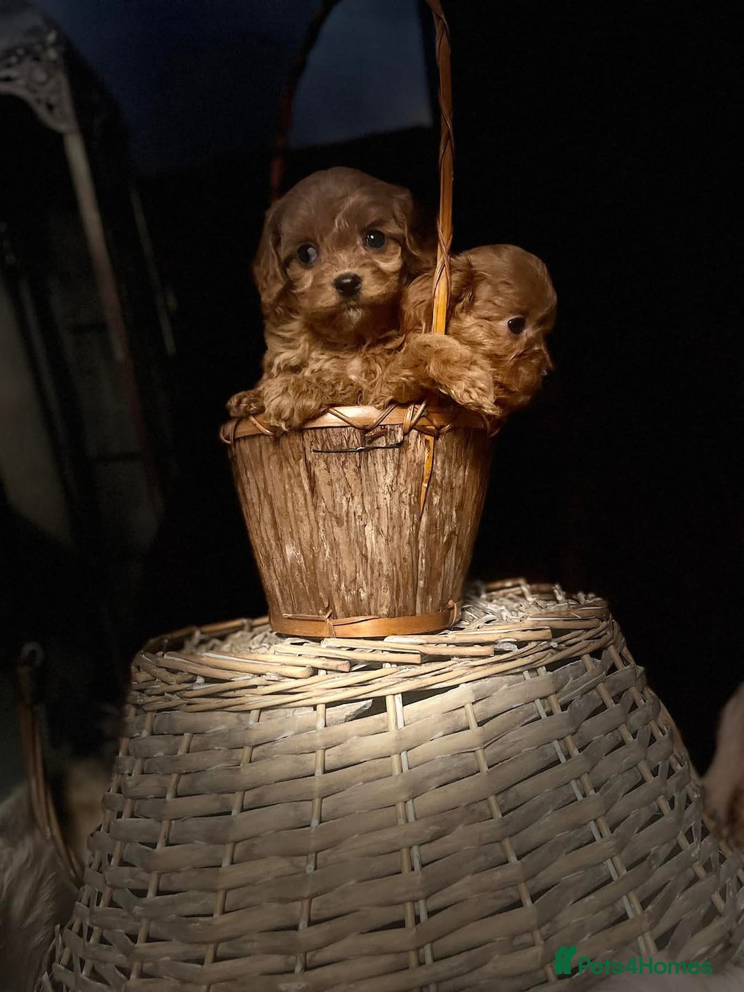 Cavapoo dogs for sale: Quality F1 Red Cavapoo Puppies (2 boys 2 girls) - Image 7