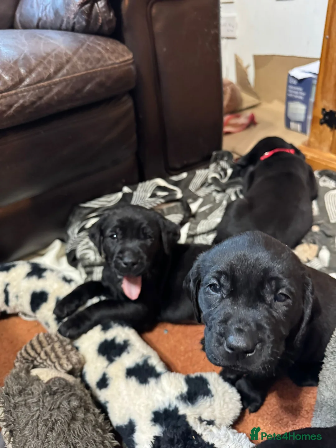 Labrador Retriever dogs for sale: Black Labrador Puppies  - Advert 11