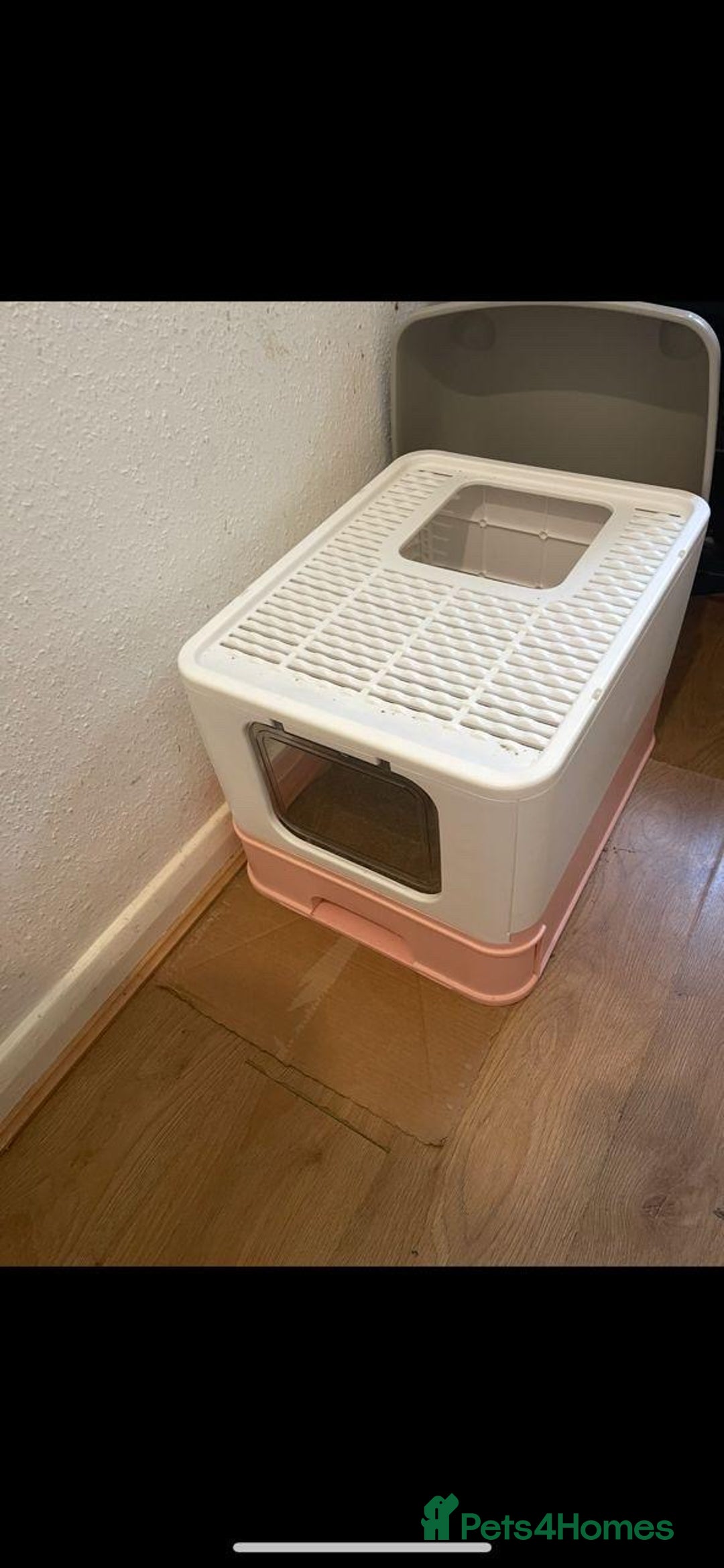 Ragdoll cats for sale: Miss Snow White  - Image 2