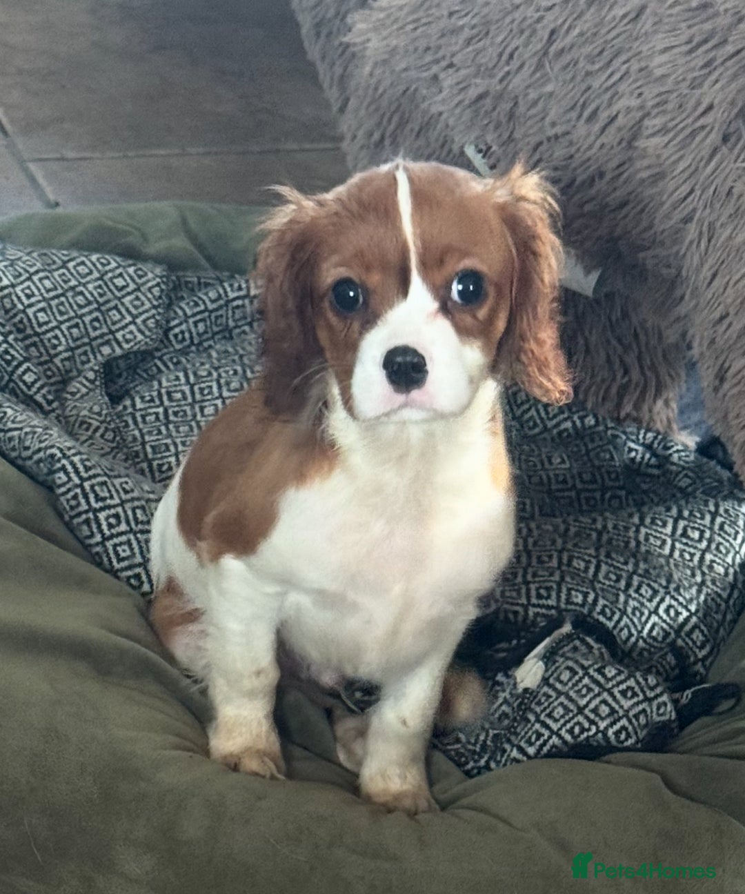 Cavalier King Charles Spaniel dogs for sale: Pippin - Health-checked Blenheim Boy - Advert 11