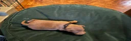 Miniature Pinscher dogs for sale: KC registered Miniature Pinscher chocolate and tan - Advert 11