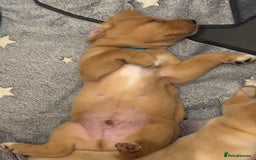 Springador dogs for sale: Labrador Puppies red/yellow health checked  - Image 19