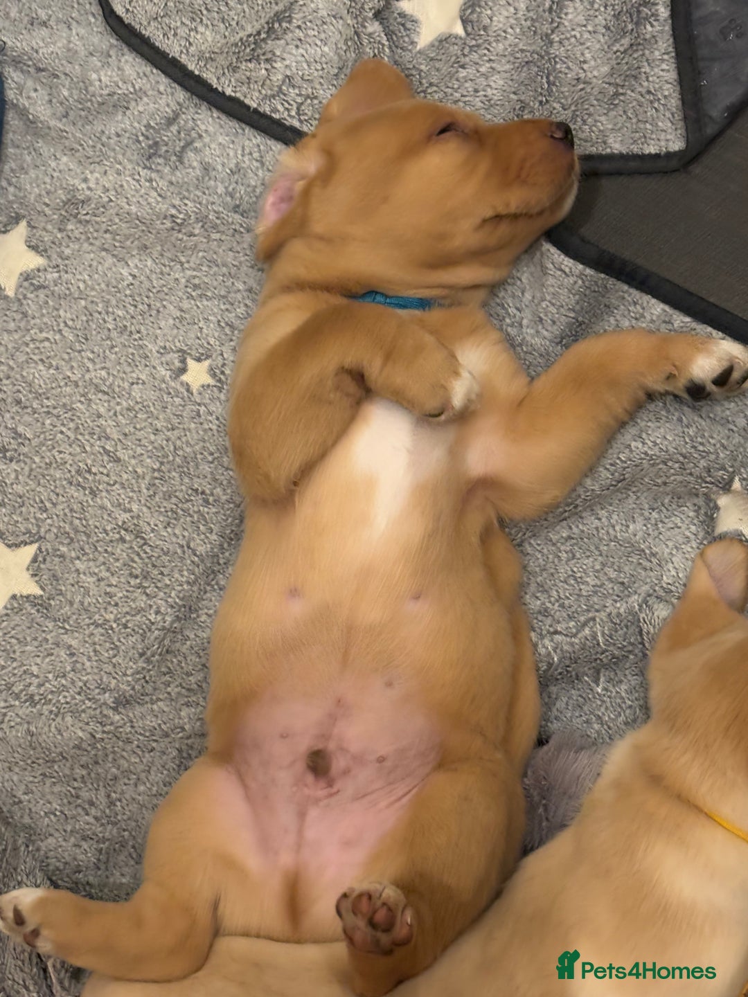 Springador dogs for sale: Labrador Puppies red/yellow health checked  - Image 19