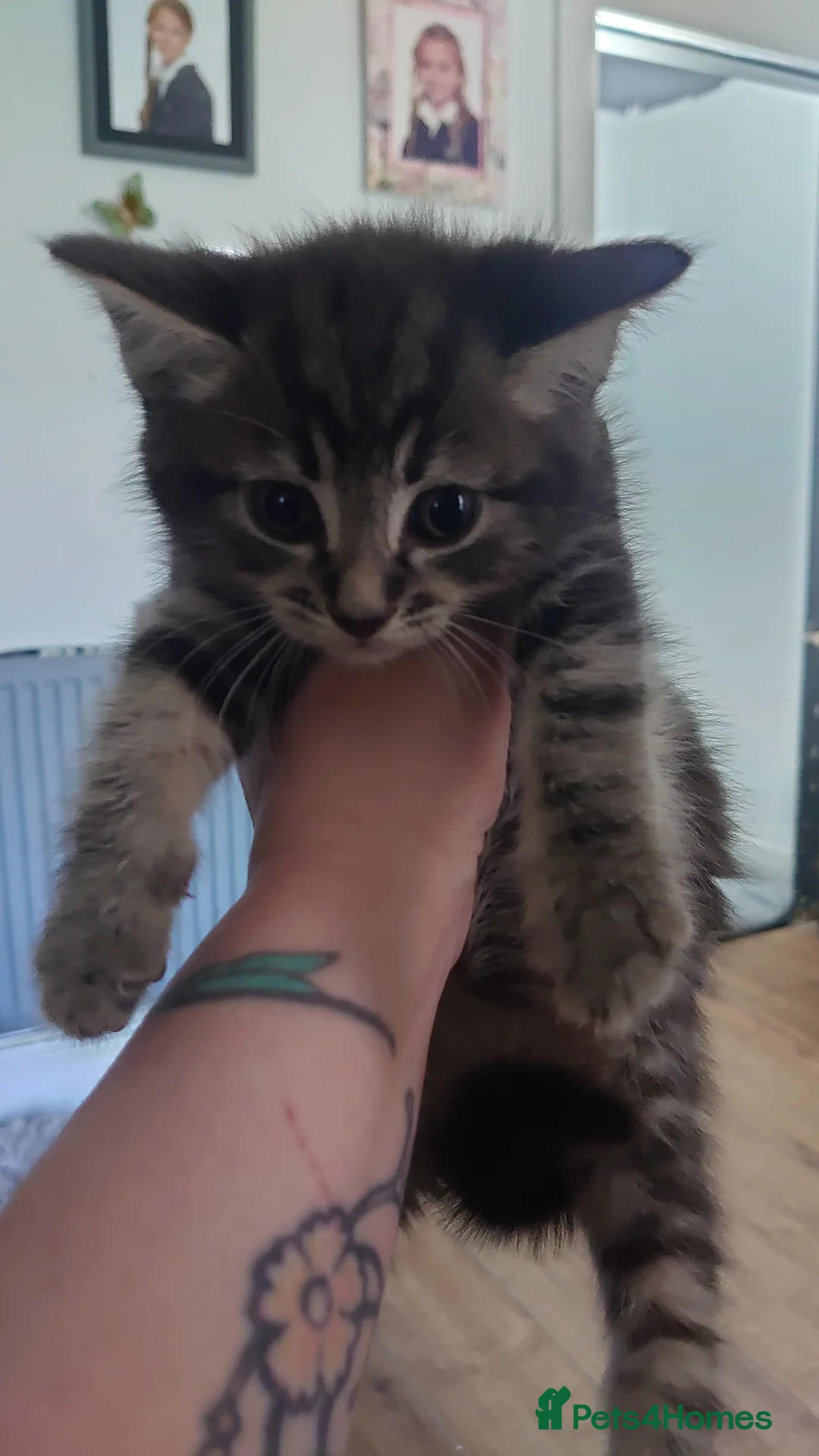 Mixed Breed cats for sale: 4beautiful kittens for sale - Advert 2