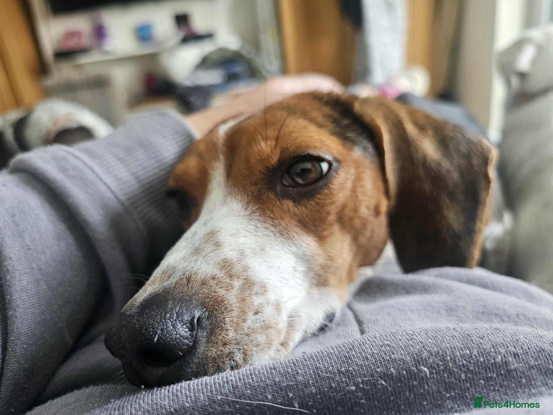 Mixed Breed dogs for adoption: Little Nancy is ready for her forever family! - Image 11