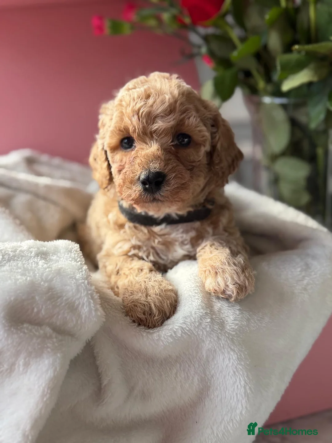 Poochon dogs for sale: Poochon puppies 🩷🩵🐩 - Advert 8