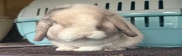 Mini Lop rabbits for sale: Black sabled magpie mini lop buck/boy - Advert 5