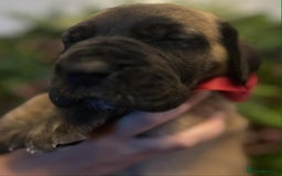Great Dane dogs for sale: Fawn black mask - Image 3