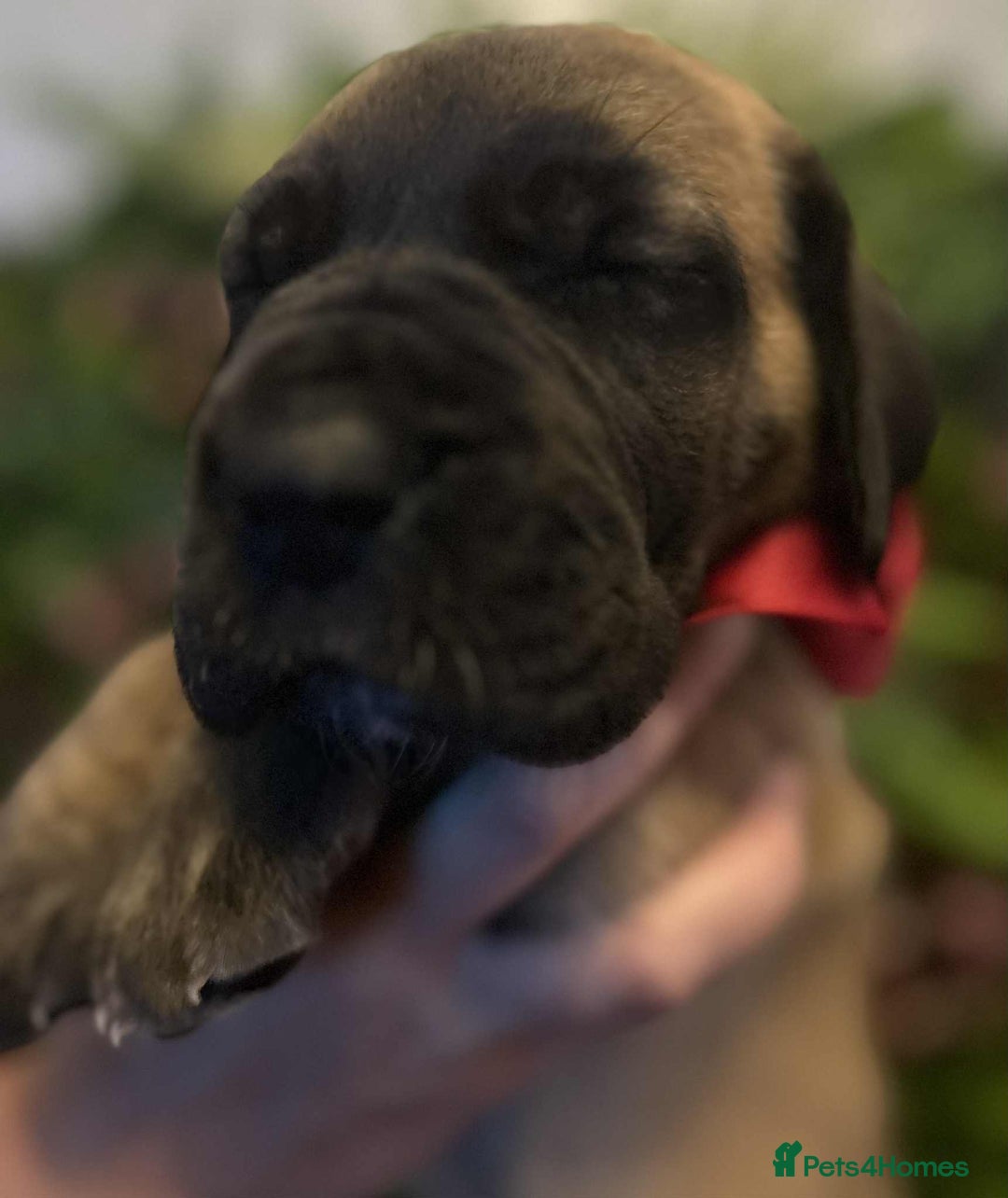 Great Dane dogs for sale: Fawn black mask - Image 3