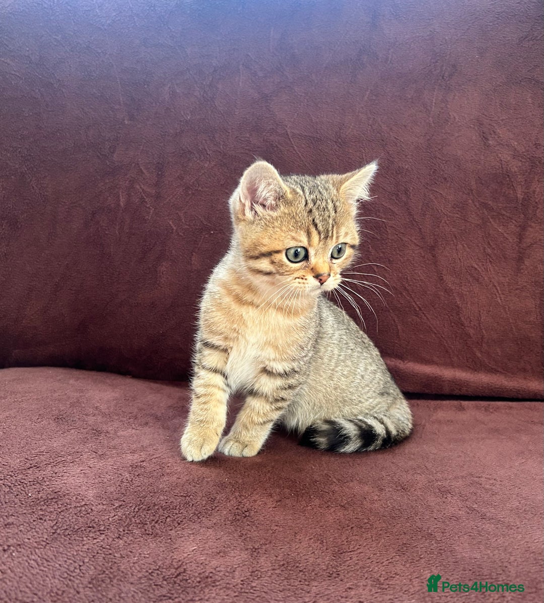 British Shorthair cats for sale: British shorthair Chocolate Boy - Advert 5