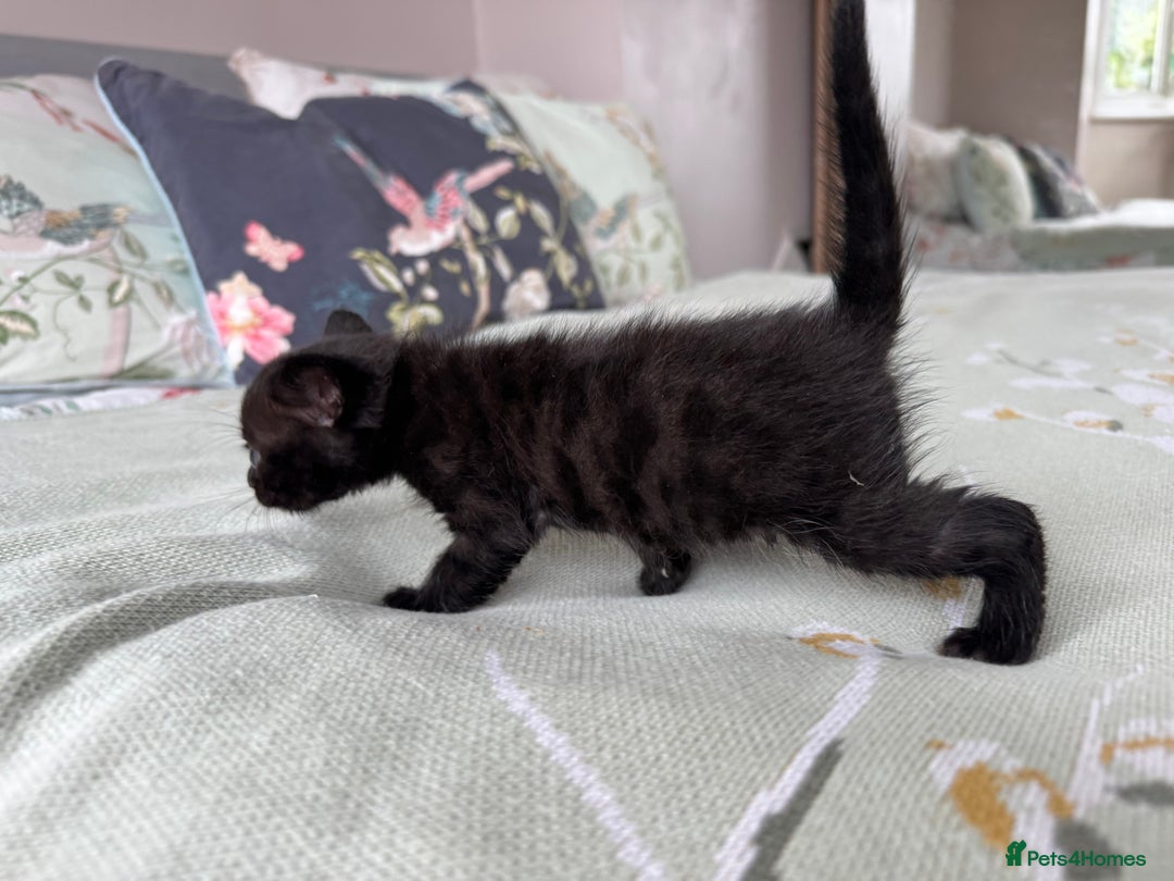 Bengal cats for sale: Bengal kittens 4 pure bangals 5 bengal x kittens - Image 13