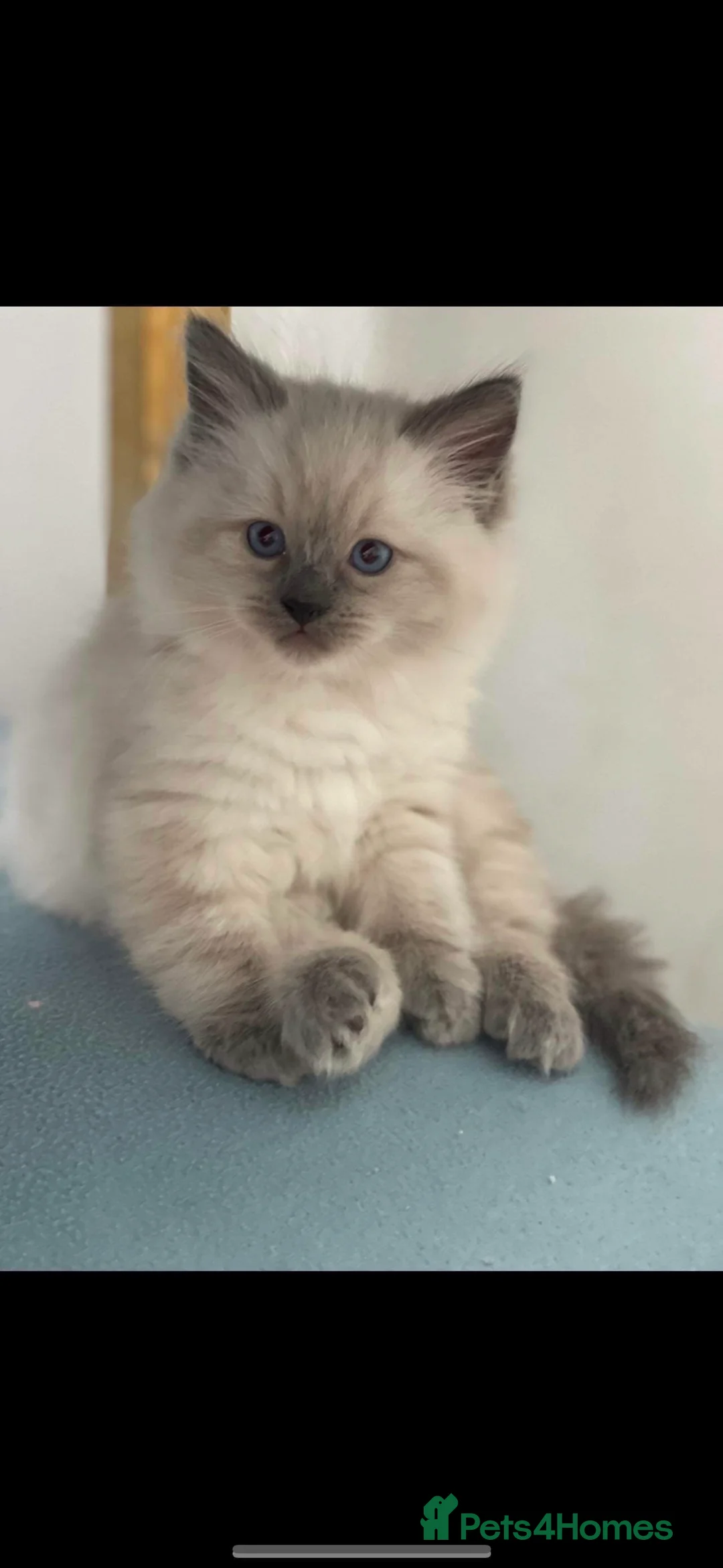Ragdoll cats for sale: 6 adorable kittens , ready to go home in April  - Advert 6