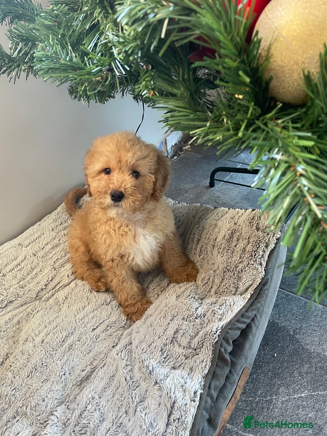 Mixed Breed dogs for sale: 🌟🌟Stunning Australian Cavapoo Puppies 🩷💙 m - Advert 11