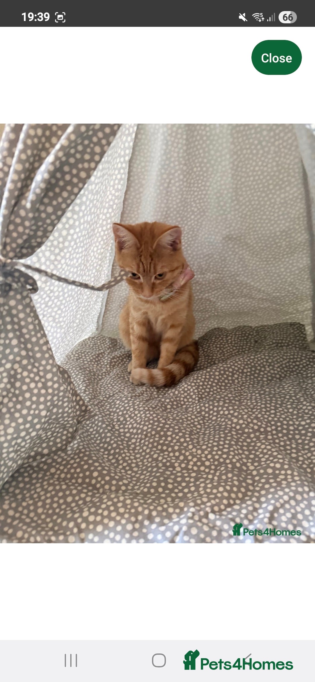 Domestic Shorthair cats for sale: Cindy - Advert 2