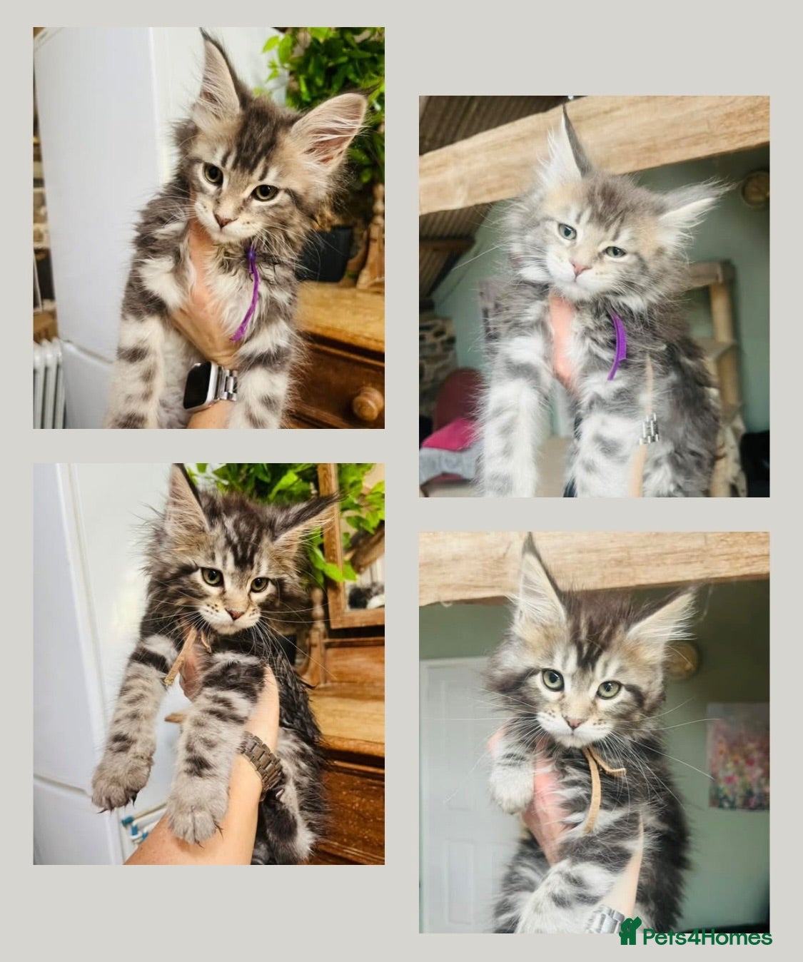 Maine Coon cats Stunning pedigree Maine coon kittens TICA  - Advert 2