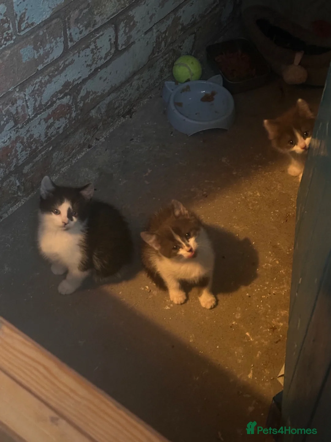Mixed Breed cats for sale: 2 kittens mix breed 1 black & white(m) 1 grey (f) in Malvern - Advert 1