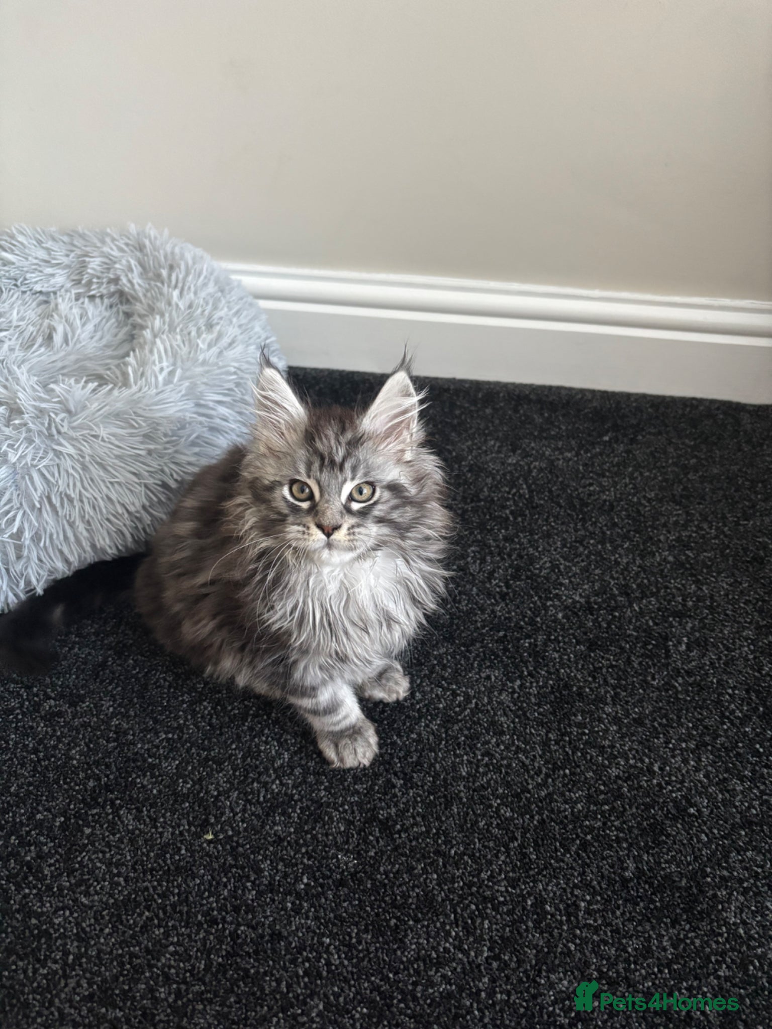 Maine Coon cats Ready Now TICA Registered Maine Coon. Ready 9th - Advert 1