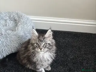 Maine Coon cats Ready Now TICA Registered Maine Coon. Ready 9th - Advert 1