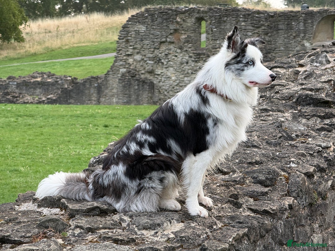 Border Collie dogs for stud: Blue Merle Border Collie Looking for Girlfriend - Image 8