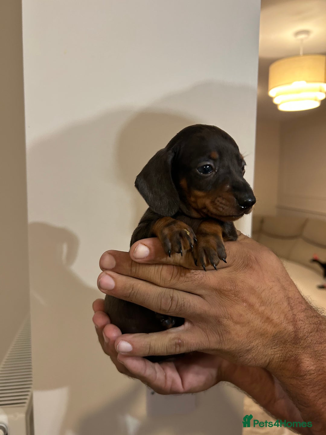 Miniature Dachshund dogs for sale: Miniature dachshunds  - Image 3