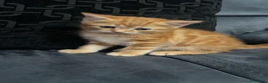 Ginger Mixed-Breed/Male 