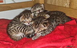 Bengal cats for sale: Beautiful Bengal cross kittens for sale - Image 13