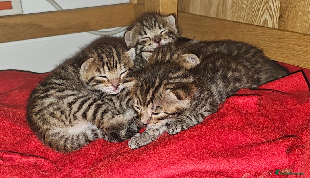 Bengal cats for sale: Beautiful Bengal cross kittens for sale - Image 13