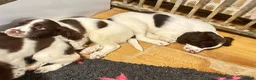 English Springer Spaniel dogs for sale: KC reg L&W / B&W springer puppies - Advert 3