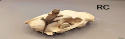 Gecko reptiles for sale: Orange striped gargoyle gecko  - Advert 5