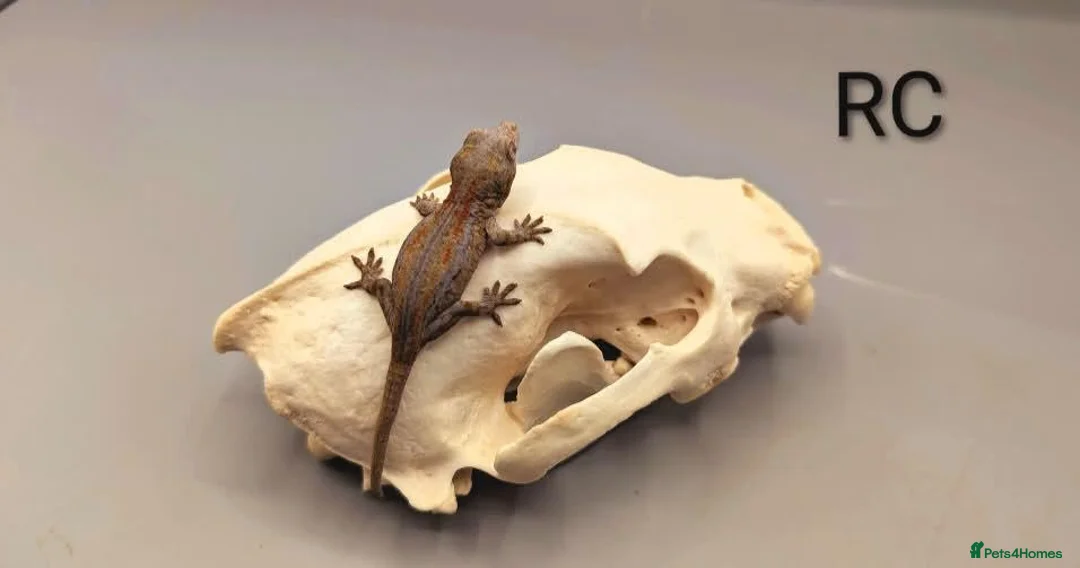 Gecko reptiles for sale: Orange striped gargoyle gecko  - Advert 5