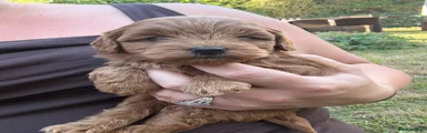 Cockapoo 2