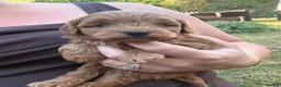 Cockapoo dogs for sale: F1b cockerpoo puppies - Advert 10
