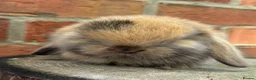 Mini Lop rabbits for sale: Pedigreed pure bred mini lops  - Advert 39