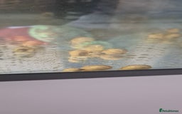 Snails fish for sale: Apple snails - Image 2