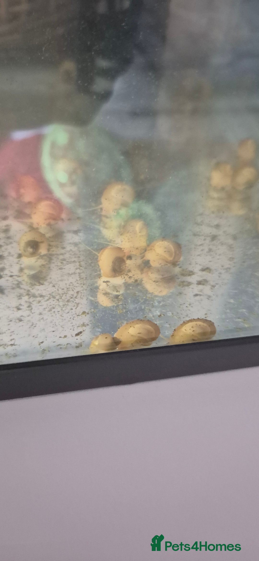 Snails fish for sale: Apple snails - Image 2