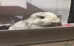 Mini Lop rabbits for sale: Mini lop rabbit  - Image 1