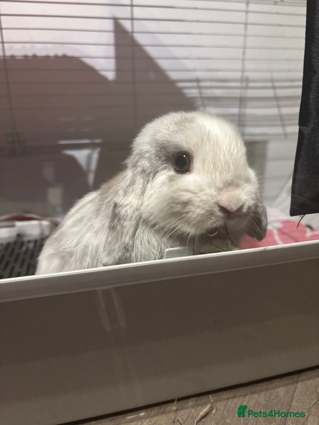 Mini Lop rabbits for sale: Mini lop rabbit  - Image 1