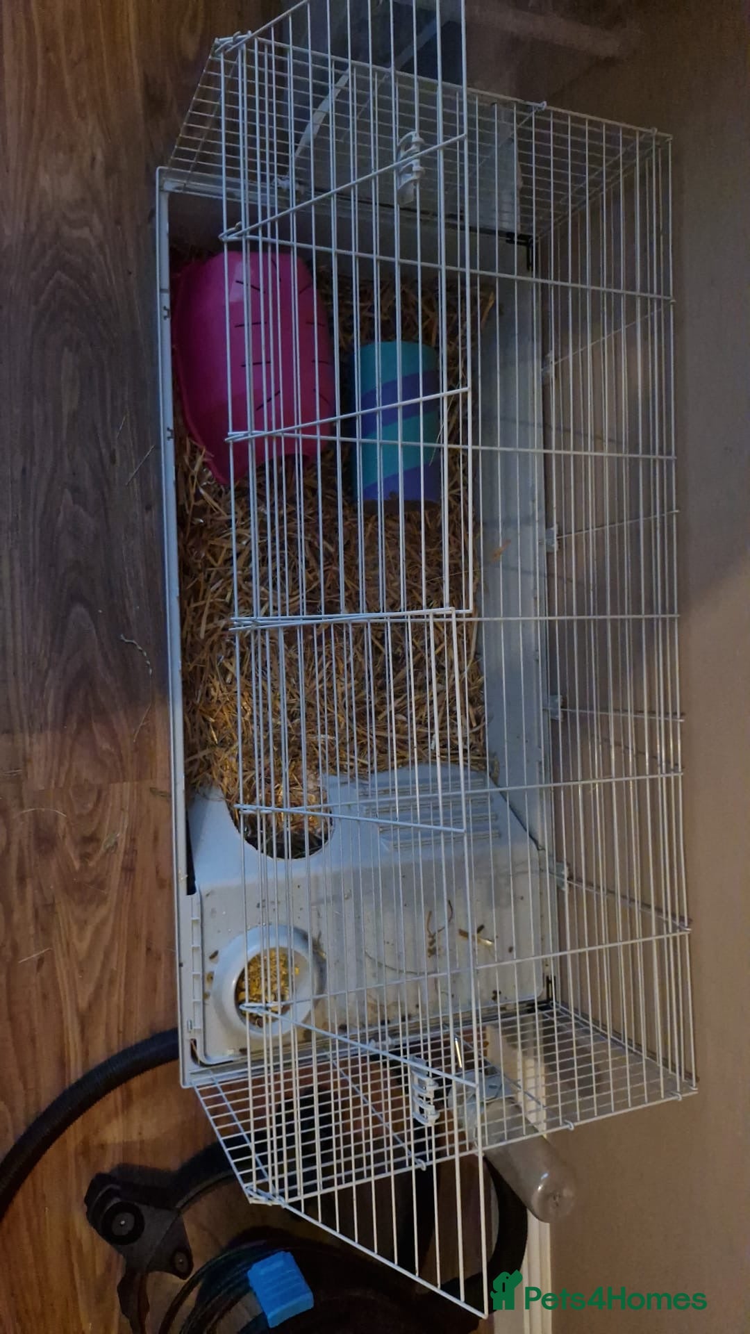 Guinea Pig rodents for sale: Two female guinea pigs with cage - Image 2