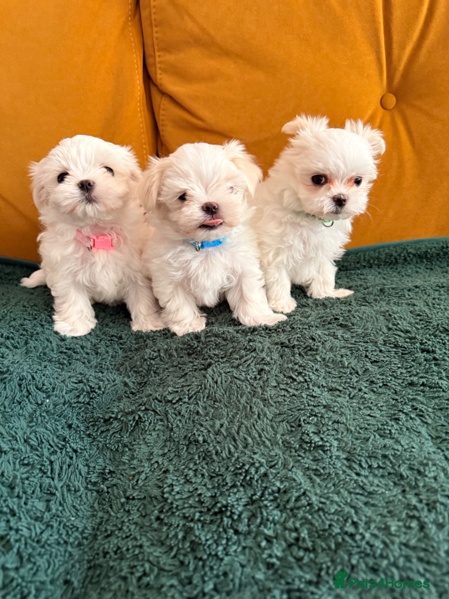 Maltese dogs 💖Adorable Korean Maltese puppies 💖 - Advert 10